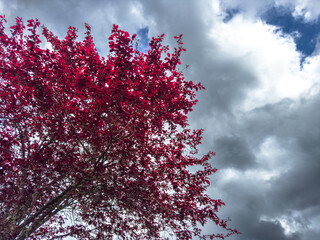 Red Leaves Against Cloudy Sky