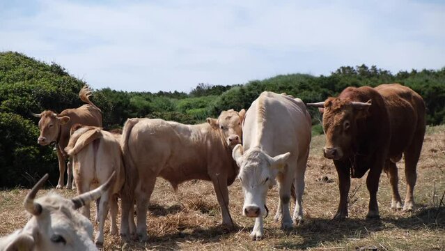cows grazing on a beach