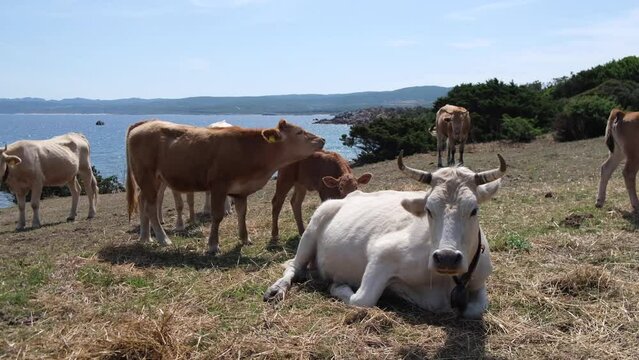 cows grazing on a beach