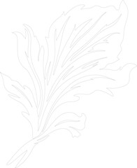 radicchio outline