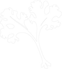 rhubarb outline