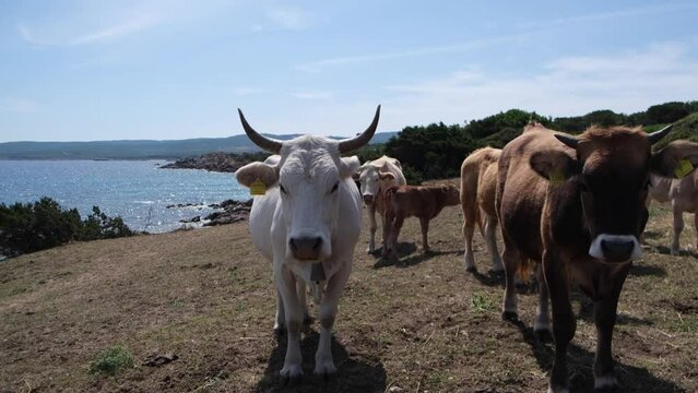 cows grazing on a beach