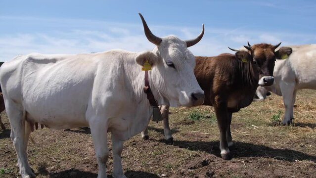 cattle grazing on a beach