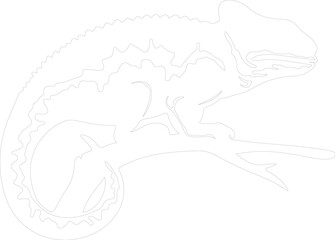 Fototapeta premium veiled chameleon outline