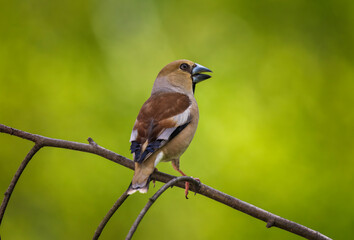 portrait of a female grosbeak bird sitting on a branch in a spring green garden