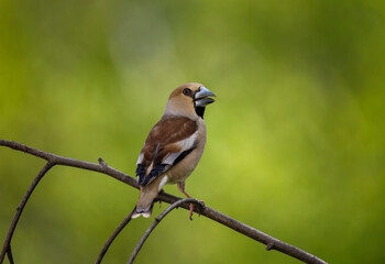 portrait of a female grosbeak bird sitting on a branch in a spring green garden