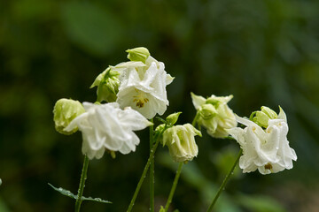 Obraz premium A rainy day in the garden. A bush of terry white aquilegia in raindrops on a natural green background. Macro.