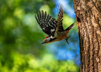 woodpecker bird flies out of a tree nest from its chicks, spreading its wings