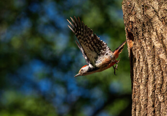  a woodpecker bird flies out of a tree nest from its chicks, spreading its wings