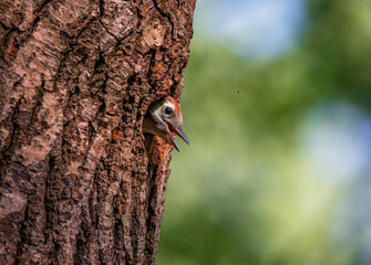 chick bird woodpecker looks out of a hollow tree waiting for its parents
