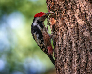 a woodpecker bird feeds its chicks with insects in a hollow tree