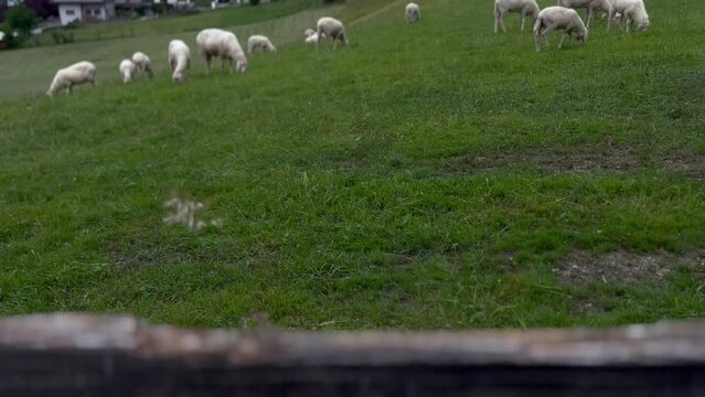 Eine Herde weidender Schafe auf gr&uuml;ner Wiese