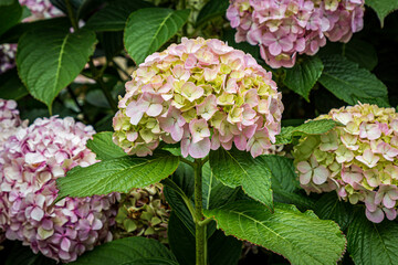 A pretty hydrangea bush blooming in the summer sunshine