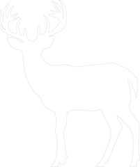 white-tailed deer outline