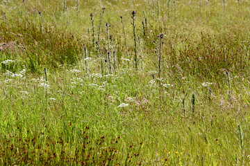 green grass background