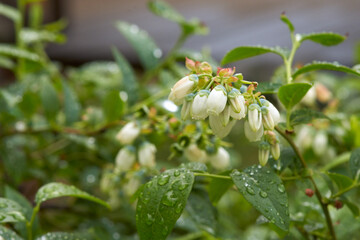 A rainy summer day. A flowering bush of blueberries with raindrops on the leaves. Macro.