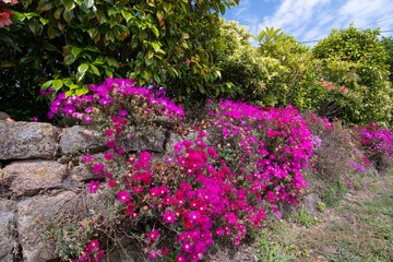 Magnifiques fleurs Ficoïdes en bordure de route en Bretagne