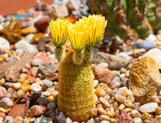 Rainbow cactus in bloom 