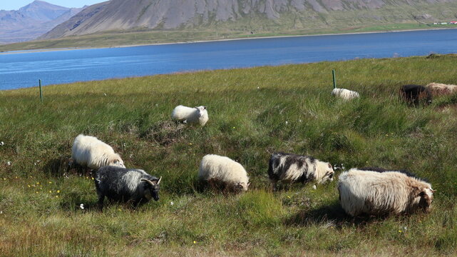 ovejas en Islandia
