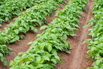 green potato tops, tuberous herbaceous plant, Solánum tuberósum, agricultural scene, field ripening, agricultural land, farm life