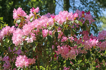 Pink rhododendron flowers in Spring	