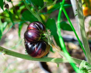 Backyard garden with ribbed black beauty tomato zippering scar hanging on vine with cage support netting background in Dallas, Texas, dark plum color heirloom tomatoes ridges ready to harvest