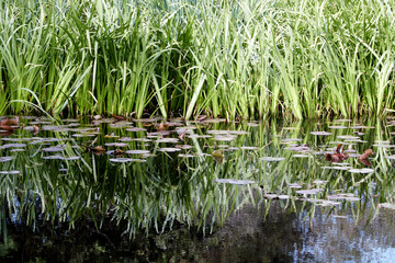 reeds in the water