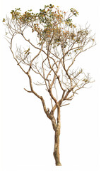 Fototapeta premium Lagerstroemia tree with sparse branches and leaves, clear veins, Photography, plant photography, nature photography, professional photo, pure white background,Super-Resolution, Megapixel, high detail