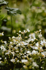 flowers in the garden