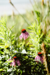 ladybug on a flower
