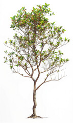 Obraz premium Lagerstroemia tree with sparse branches and leaves, clear veins, Photography, plant photography, nature photography, professional photo, pure white background,Super-Resolution, Megapixel, high detail