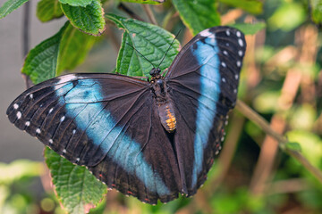 Morpho helenor, the Helenor blue morpho