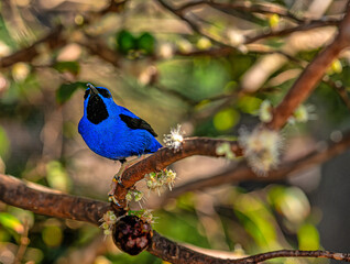 Yellow kegged honeycreeper in tree perched