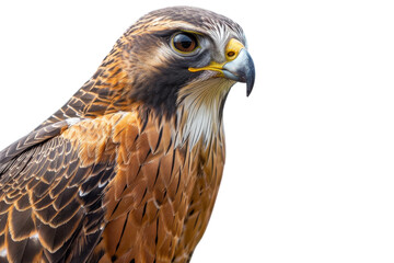 Obraz premium Stunning Falcon Portrait: Isolated Background