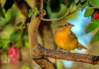 yellow canary ,Crithagra flaviventris ,
