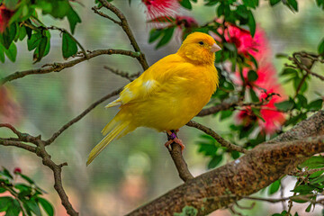 yellow canary ,Crithagra flaviventris ,