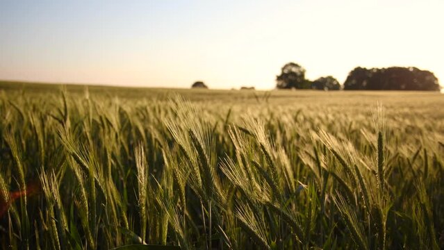 a wheat field at the dawn in summer