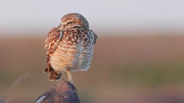 Medium shot Burrowing Owl (Athene cunicularia) rousing its feathers and stretching into Yoga poses while standing on one leg bathed in golden hour light.