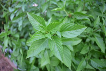 sweet basil leaves, green leaves in garden