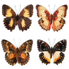 Obraz premium Colorful main butterfly colors