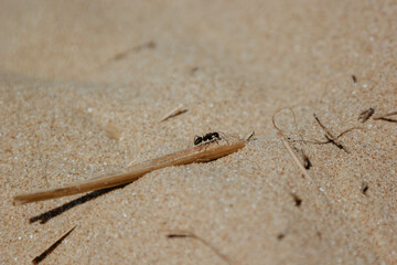 Close-up of ant on sandy ground carrying a twig, concept of strength and perseverance in nature. Ant.