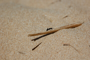 Close-up of ant on sandy ground carrying a twig, concept of strength and perseverance in nature. Ant.