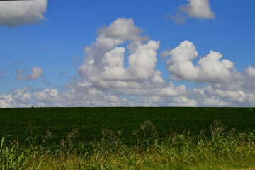 campo sembrado bajo cielo azul con nubes de algodón