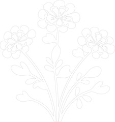 candytuft outline
