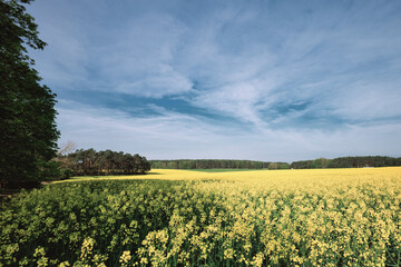 Obraz premium Rapsfeld - Raps - Rapsblüte - Feld - Yellow - Rapeseed - Beautiul - Sky - Background - Concept - Ecology - Blooming - Flower - Bloom - Green - Horizon - Wonderful 