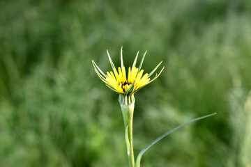 Yellow salsify flower, Tragopogon dubius. Full bloom, closeup. Blurred natural green background