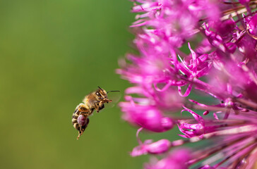 a small hardworking bee collects nectar from a flower in a summer meadow