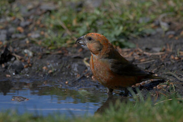 A Male Crossbill Drinking from a Puddle