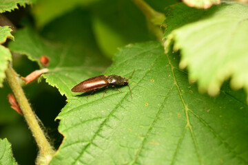 Athous haemorrhoidalis on the way in the green
