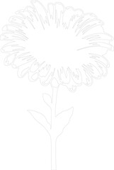 gerbera daisy outline